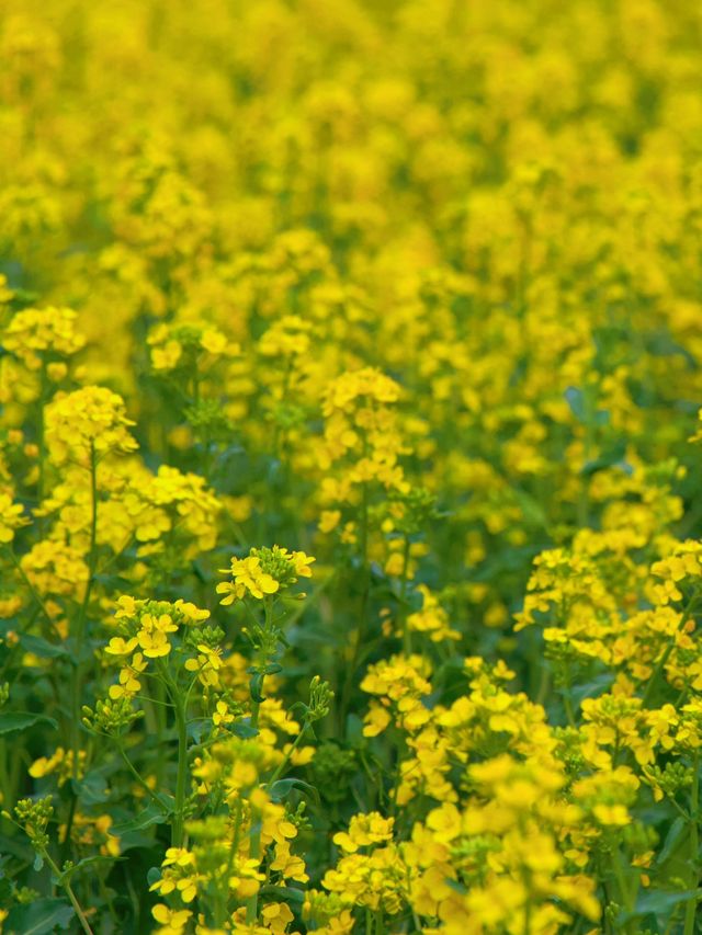 羅平春日限定 | 金雞峰叢賞油菜花攻略