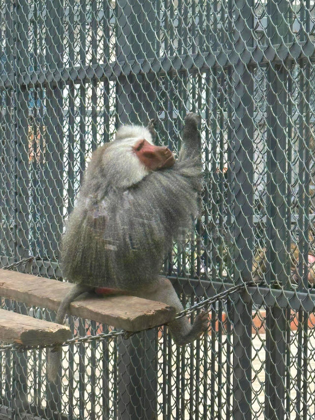 長春動植物園·西游記主題公園