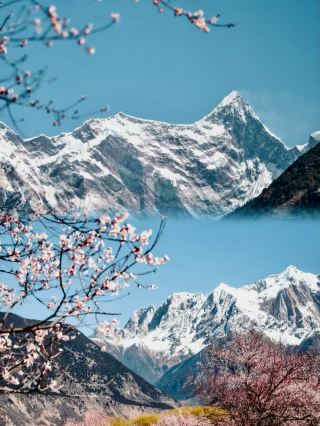 Later, I told everyone how breathtaking the Tibet Nyingchi Peach Blossom Festival was