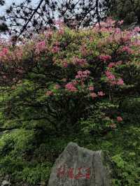 杜鵑花海暴擊｜在鄂東第一峰收割春日限定浪漫