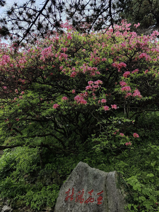 杜鵑花海暴擊｜在鄂東第一峰收割春日限定浪漫