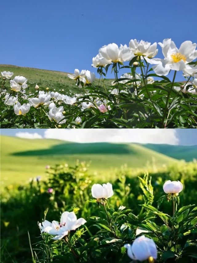錫盟的春天來了！走，去看大草原上醉美花海