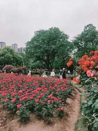 鋼鐵之都的粉色革命｜和平公園月季圖鑑（附獨家機位）