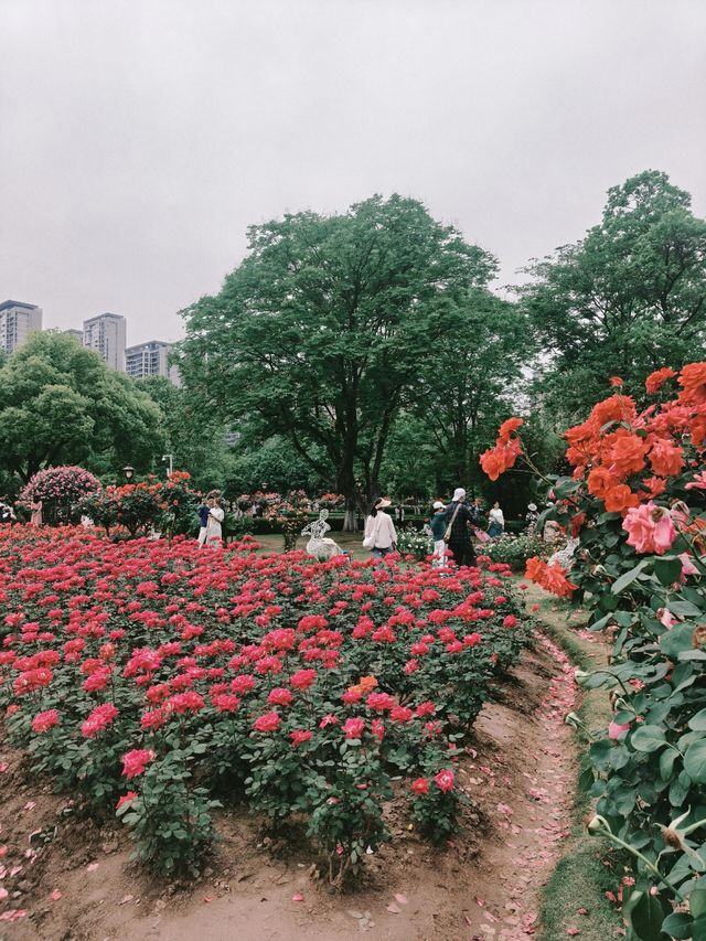 鋼鐵之都的粉色革命｜和平公園月季圖鑑（附獨家機位）