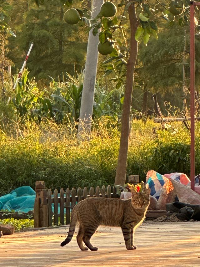 寵物友善｜帶毛孩子住進油畫般的江南小院