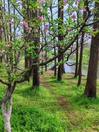 杭州私藏桃花源古林公園春日浪漫暴擊！
