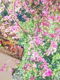賞花遊地鐵直達丨深圳人嘅浪漫DNA動了
