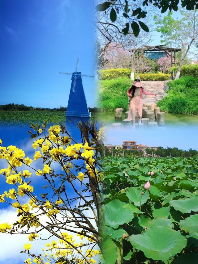 爸媽激讚嘅湛江4天3夜賞花攻略