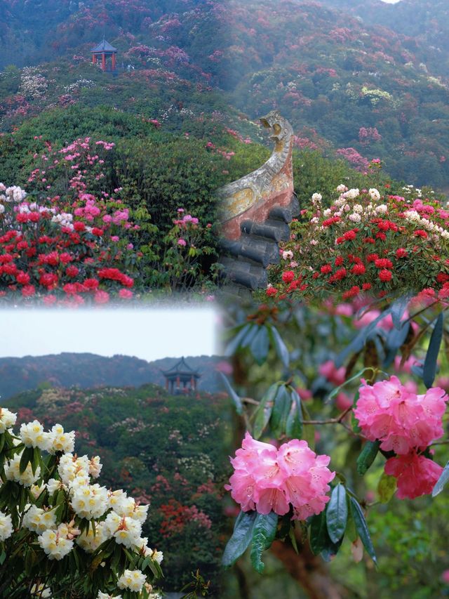 ——邂逅地球彩帶上的春日盛宴