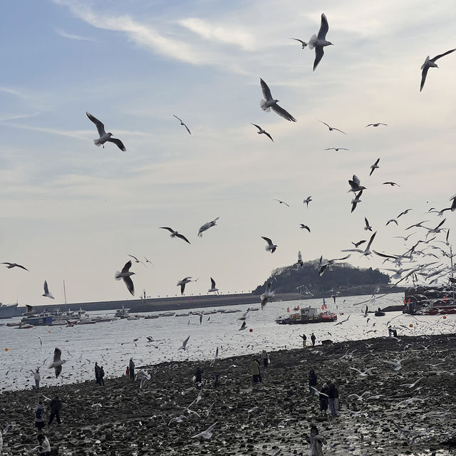 Seagulls and Sunset at Zhanqiao Pier 🧡 