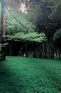 呢度唔止有神樹！北京治癒系帶娃公園！詳見攻略！