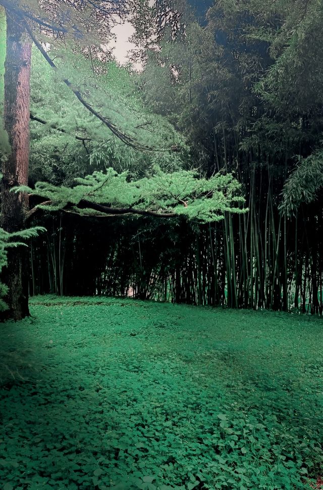 呢度唔止有神樹！北京治癒系帶娃公園！詳見攻略！