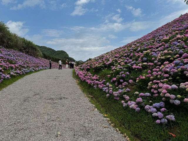 紹興蘭亭：繡球花花海的夢幻之境