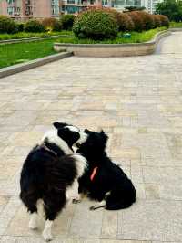 Secret Garden in Taikoo Hui Mall - A Pet Haven
