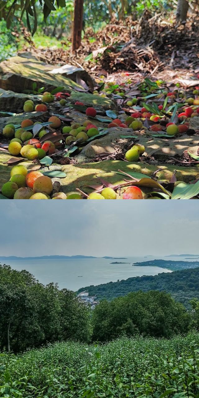 每周一山 | 莫厘峰小環線徒步攻略：清涼夏日走起！