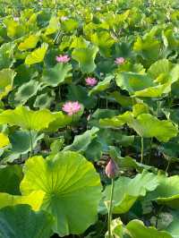 靈川賞荷靚到爆