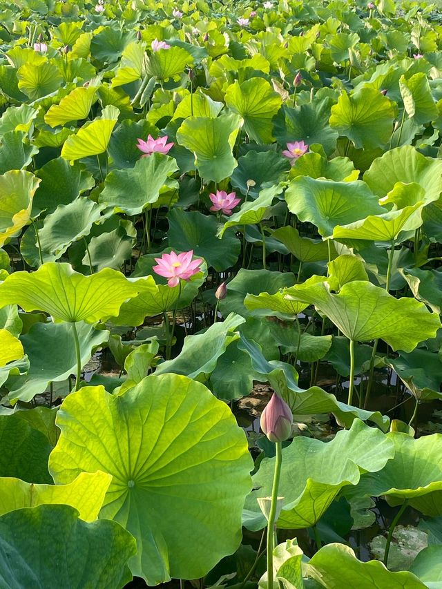 靈川賞荷靚到爆