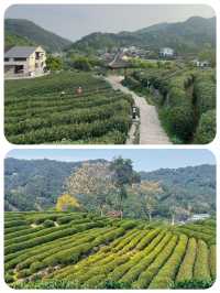 快嚟龍井村品茶行山 將春天嘅味道帶返屋企