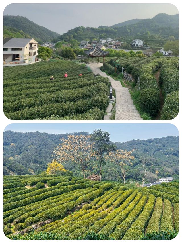 快嚟龍井村品茶行山 將春天嘅味道帶返屋企