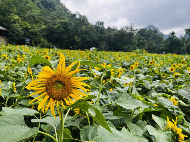 荔波已返重慶出發貴陽荔波兩日遊攻略