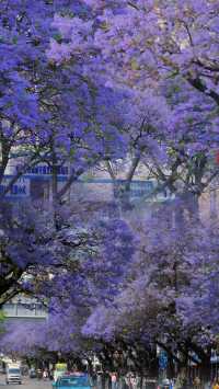 川西．西昌藍花楹嘅浪漫，你確定唔嚟睇下？