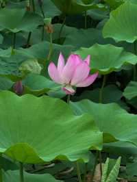 無錫賞荷天花板！雲林生態體育公園攻略