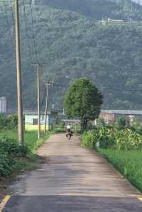 闖入宮崎駿嘅夏天！平陽稻田治癒系風景絕咗