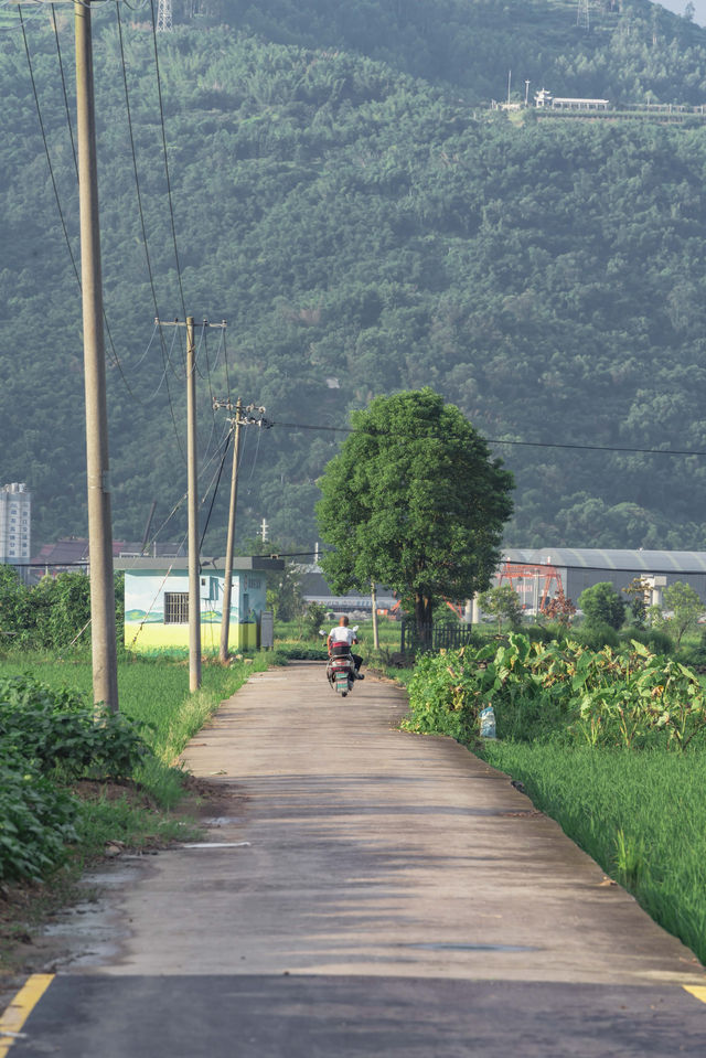 闖入宮崎駿嘅夏天！平陽稻田治癒系風景絕咗