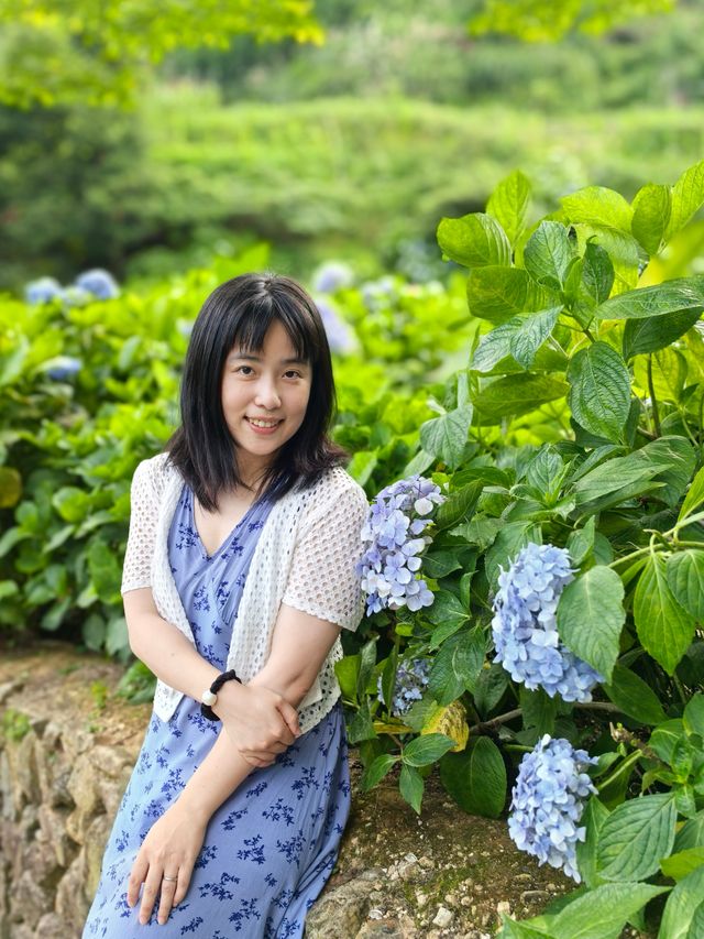 無盡夏日開啟，福州賞繡球花要抓緊了