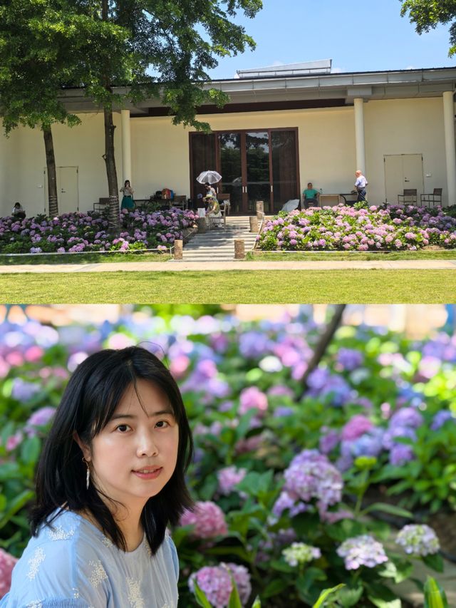 無盡夏日開啟，福州賞繡球花要抓緊了
