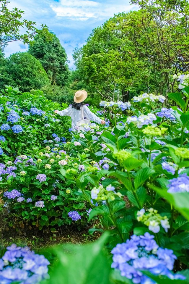 以為都江堰已經夠靚！！直到闖入呢片繡球花海