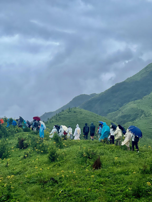 雨天徒步茶坪｜邂逅宮崎駿同款小黃花秘境