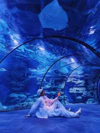 28℃避暑天堂！舟山長喬海洋館2日1夜全攻略