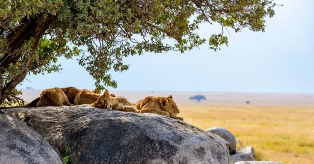 「你與世界只差一場觸動生命的旅行」坦桑尼亞（北部safari