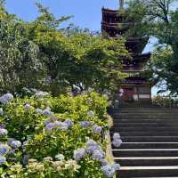【東京周邊隱世賞花地！本土寺紫陽花美到似動畫場景！】