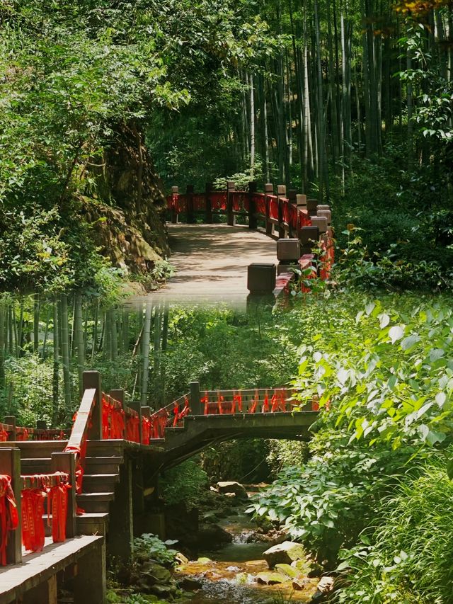 天目湖南山竹海：江浙滬避暑勝地，邂逅萬畝竹林嘅綠野仙蹤