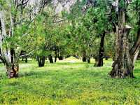 Exploring Chaoyang District's Parks: A Green Oasis in Beijing