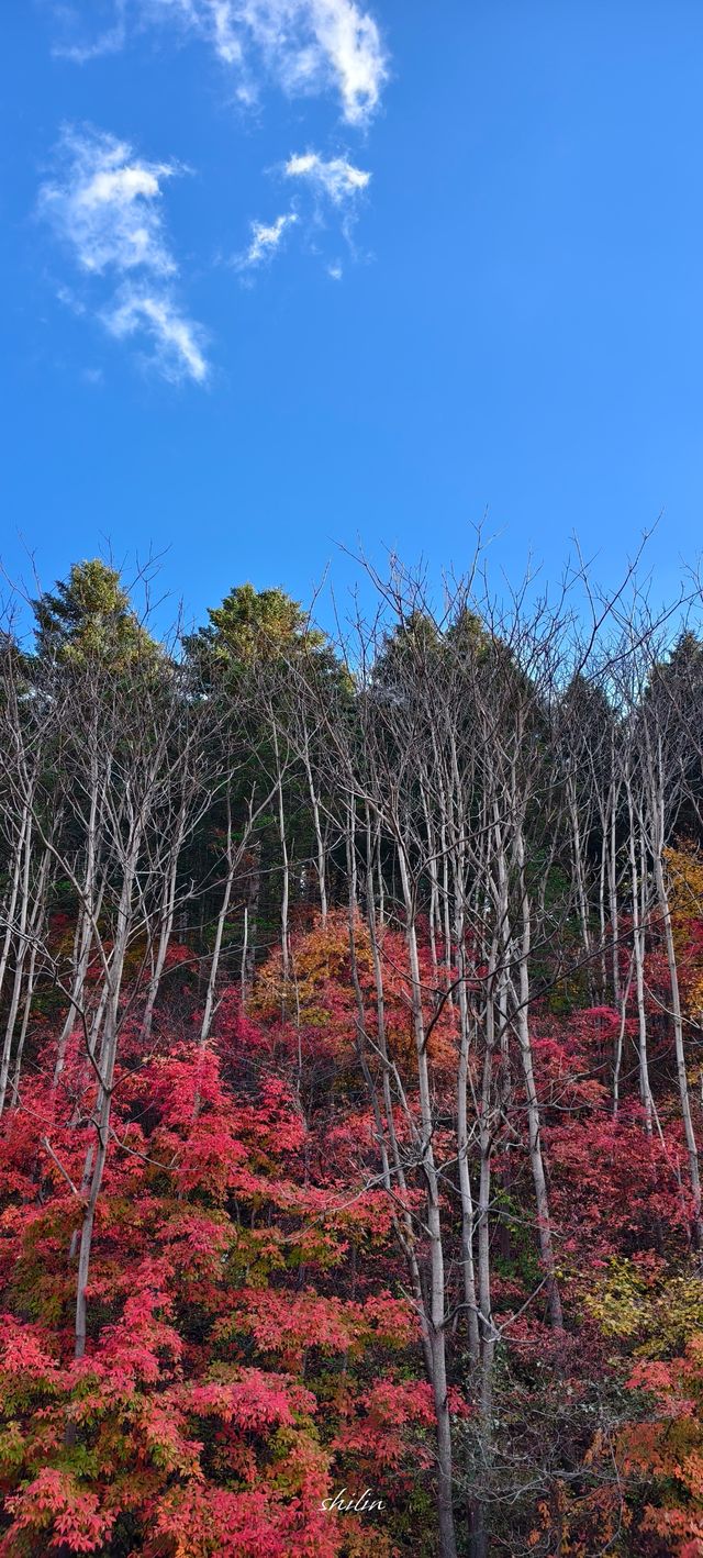 東北秋天的顏色