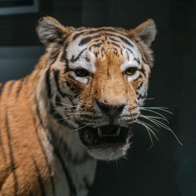🦉 Helsinki Natural History Museum – Birds, Skeletons & Tigers