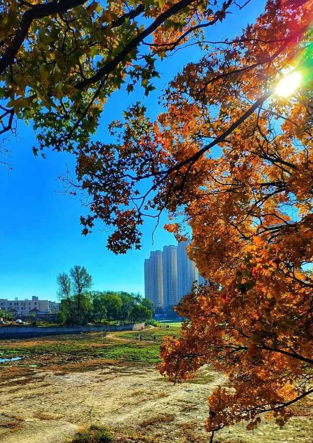 大連西山水庫賞楓指南：藏在市區的秋日限定紅韻
