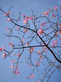 下角東路粉了!惠州這條「粉色隧道」美到犯規