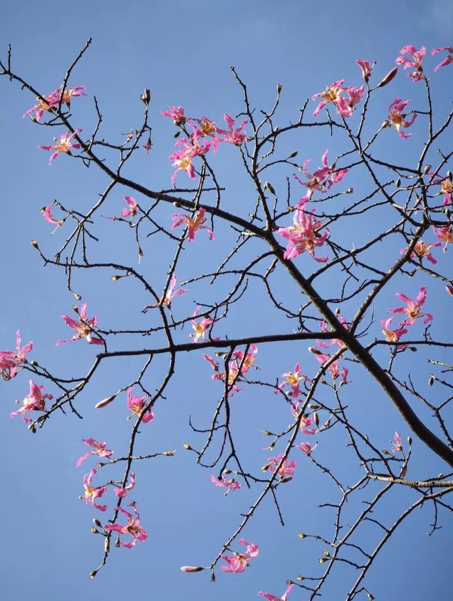 下角東路粉了!惠州這條「粉色隧道」美到犯規 下角東路粉了!惠州這條「粉色隧道」美到犯規