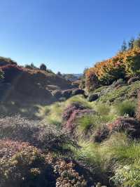 🕊️ Ikeda Hall Peace Garden: Where Japanese Serenity Meets New Zealand's Soul! 🌿