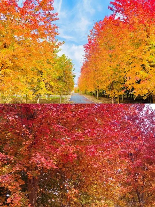 青島遛娃｜一定不能錯過的大賞秋地