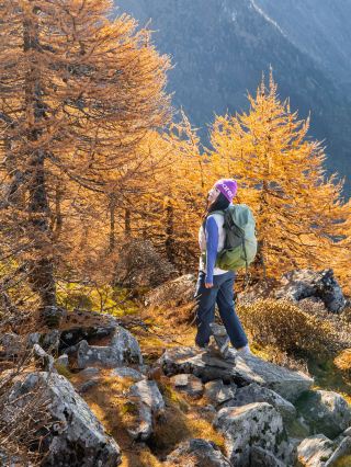 Every step in autumn on Mount Taibai is like walking through a golden oil painting of the Qinling Mountains