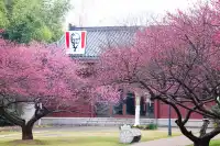 橘子洲景區梅花