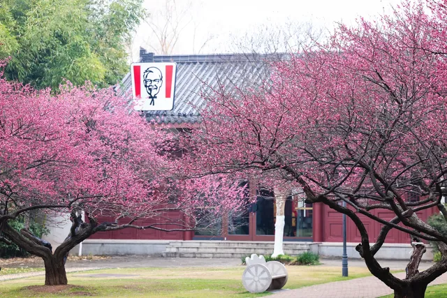 橘子洲景區梅花