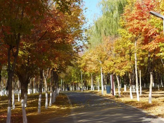長春伊通河，藏不住的秋日童話 #長春伊通河秋季  長春伊通河，藏不住的秋日童話  家人們誰懂啊！