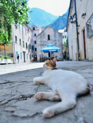 Kotor Citywalk, the Adriatic Sea secret spot everyone’s talking about