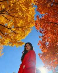 四得公園銀杏機位實拍|低角度這樣拍美炸了!